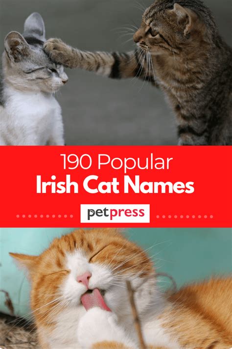 190 Irish Cat Names – Male & Female Name Ideas with Meanings