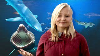 Bournemouth fisherman tells of animal in sea stealing rod - BBC News