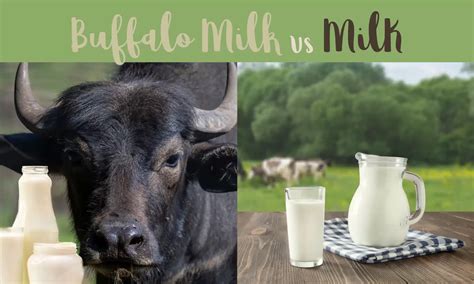 Buffalo Milk vs Milk: Which is Better? - The Coconut Mama