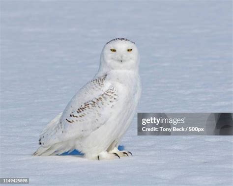 48 Snowy Owl Tundra Stock Photos, High-Res Pictures, and Images - Getty Images