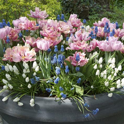 Van Zyverden Spring Bulb Garden Set of 50 bulbs - Walmart.com - Walmart.com