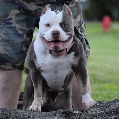 Best Extreme Build Pocket American Bully Breeder | Texas Size Bullies www.texassizebullies.com ...