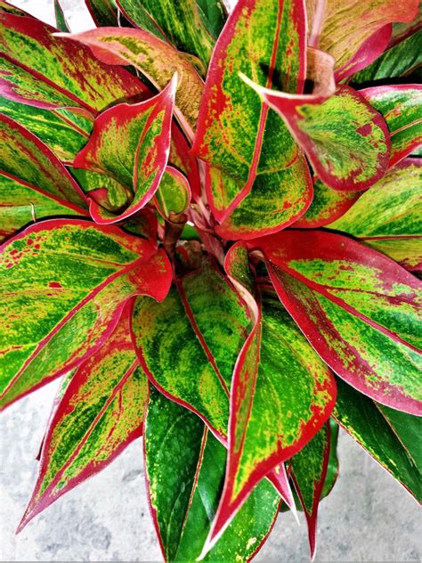 A bright Siam Aurora Aglaonema Plant in a Four inch Pot with | Etsy