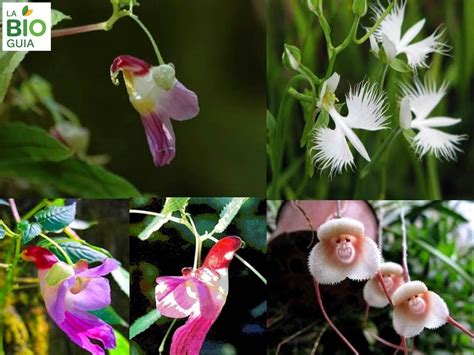 Biología didáctica: Flores exóticas.... Las Orquídeas