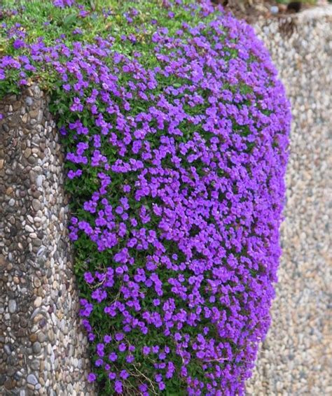 50 Aubrieta Seeds Purple Rockcress Perennial Groundcover