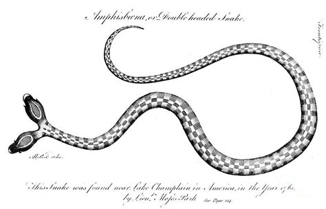 Double-headed Snake, 1764 Photograph by Granger - Pixels