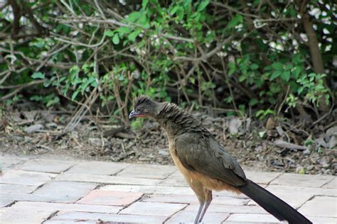 Birding Is Fun!: Plain Chachalaca