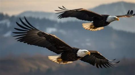 Two Bald Eagles Soaring In The Air Above Mountains Background, Picture ...