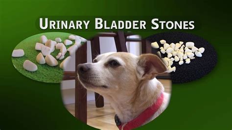 Do Dogs Need Surgery For Bladder Stones