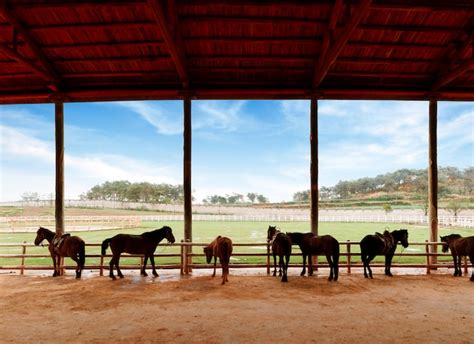 Establos y caballos | Foto Premium