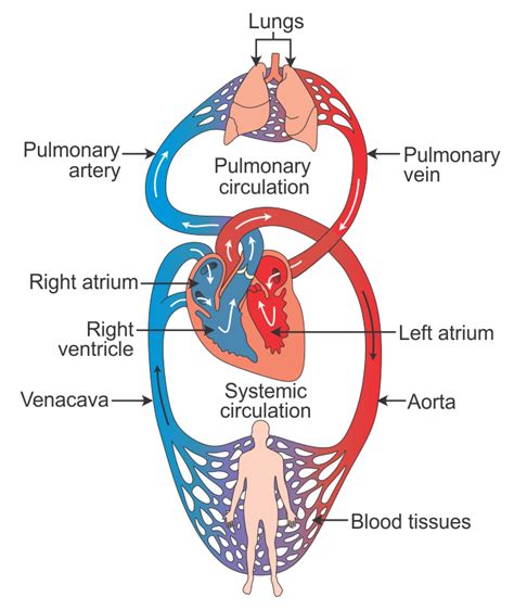 WHAT is double circulation ? How does a heart works? - dseptibb