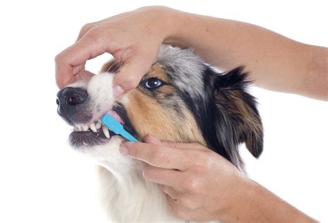 Do you really have to brush your dog's teeth?