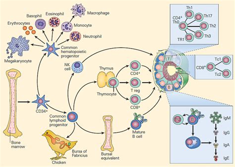 Discover and read the best of Twitter Threads about #lymphopenia