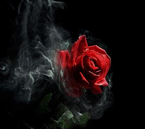 Red rose black 1080P, 2K, 4K, 5K HD wallpapers free download | Wallpaper Flare
