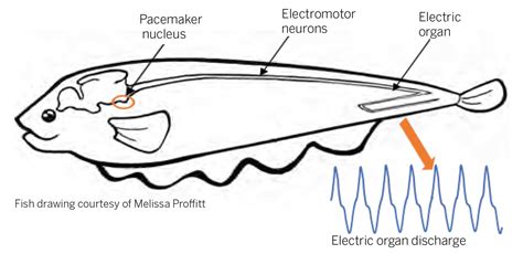 Motor Neurons Part 2 – Electric Fish Demonstration – Science Fest