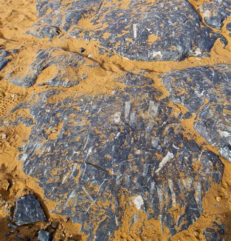 Fossil In Sahara Desert. Egypt Stock Photo - Image of crystallize ...