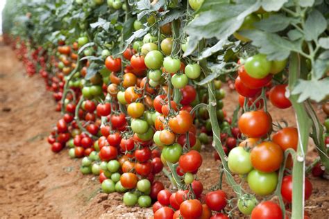 Howto Plant Tomatoes - Howto Techno