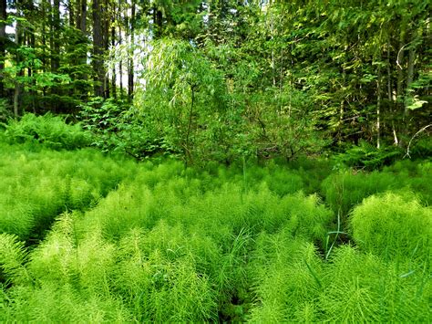 Free stock photo of boreal, forest, green