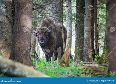 Bison in the Forest in the Bialowieza National Park Stock Image - Image of park, wisent: 170510009