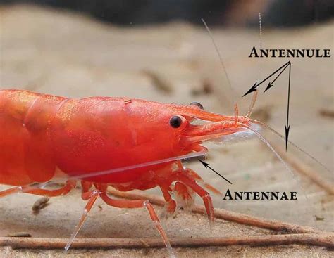 Dwarf Shrimp External Anatomy - Shrimp and Snail Breeder