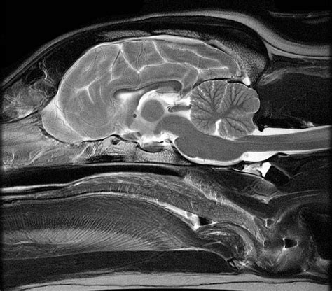 Canine Brain MRI Atlas - 20130233 - University of Minnesota Office for ...