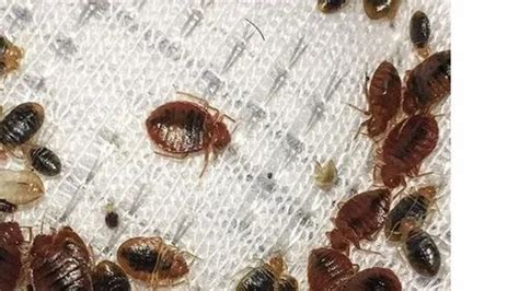 Bed Bugs Pest Control at Rs 5/square feet in New Delhi | ID: 13015166633