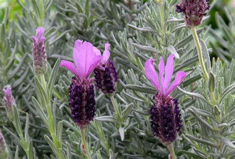 30+ Different Types of Lavender (And Other Varieties) - PlantSnap