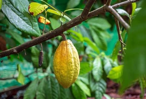 Premium Photo | The cocoa tree theobroma cacao with fruits ripe cocoa cacao tree plant fruit ...