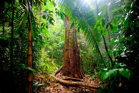 Thirst for land in the Amazon rainforest continues unabated | FairPlanet