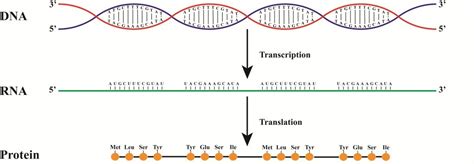 Lithium and Genes - Gateway Psychiatric