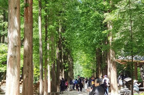 Nami Island 'Winter Sonata' TV Locations Tour from Seoul 2024