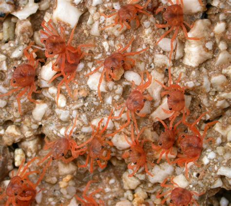 Will climate changes keep red crabs of Christmas Island from spawning? Find out | Earth | EarthSky