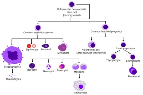 Stages Of Erythropoiesis Flowchart - Chart Examples