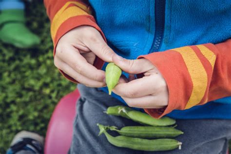 Free Images : food, harvest, produce, vegetable, colorful, garden, basket, cultivation ...