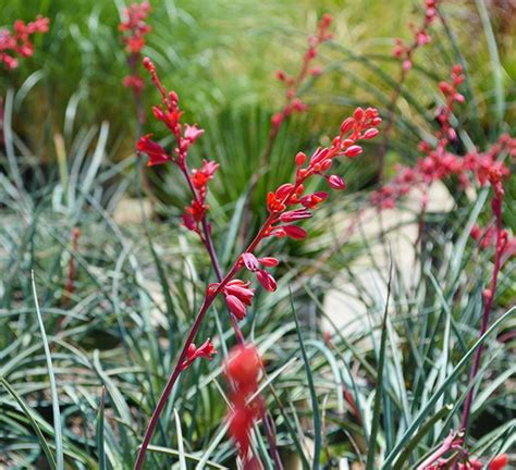 Red Yucca | Hesperaloe Parviflora | Calloway's Nursery