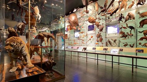 American Museum of Natural History Tours - Book Now | Expedia