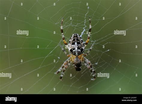 A European garden spider in its web Stock Photo - Alamy