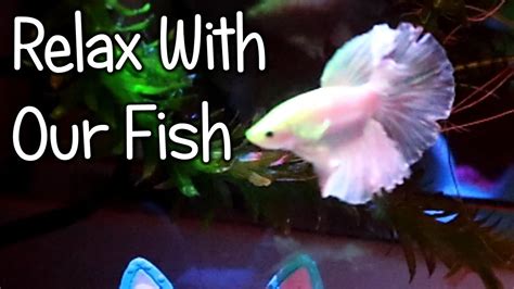 Relaxing With Our Fish - YouTube