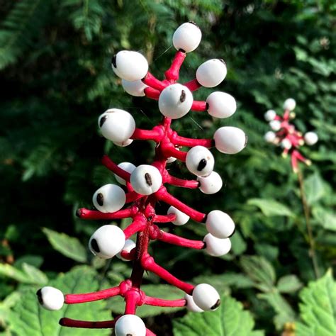 The 10 Strangest Plants in the World - Article onThursd