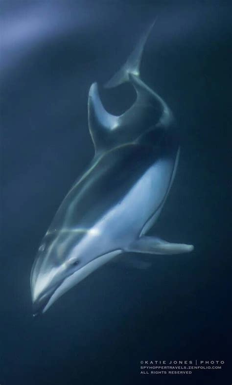 Pacific White Sided Dolphin - Katie Jones | Dolphins, Marine mammals ...