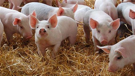 Advice for controlling PRRS in pigs - Farmers Weekly