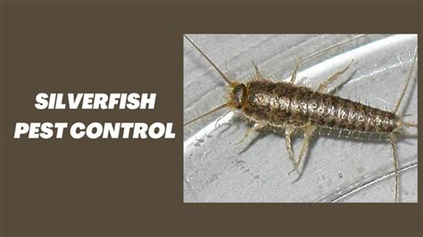 What To Do If You Have A Silverfish Infestation? - Dragon Brand Design