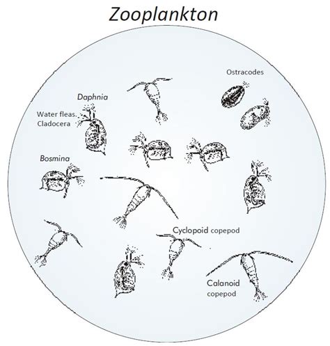 Phyto- and zooplankton | VIRTUE