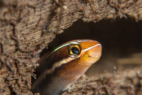 Starry Blenny Care Guide - Saltwater Aquarium World