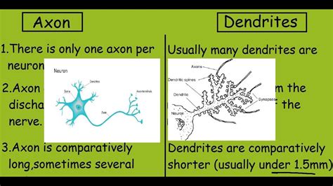 Explain the Difference Between a Dendrite and an Axon - AubriekruwFreeman