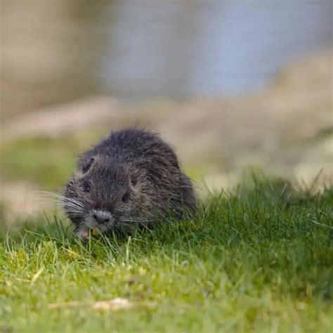 Coypu - Facts, Diet, Habitat & Pictures on Animalia.bio