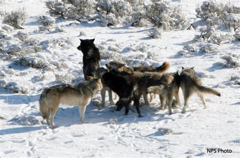 Mary Mountain Pack: Yellowstone Wolf Photos Citizen Science