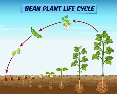 Schemat Przedstawiający Cykl życia Rośliny Fasoli | Premium Wektor