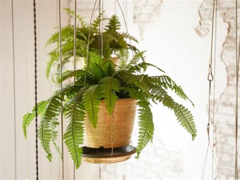 Indoor Fern Care: How To Care For Ferns As Houseplants