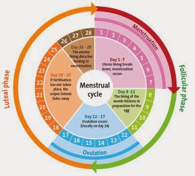 Menstruation cycle chart | Cycle menstruel femme, Calendrier d'ovulation, Calculer son cycle ...